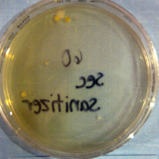 Germ Colonies