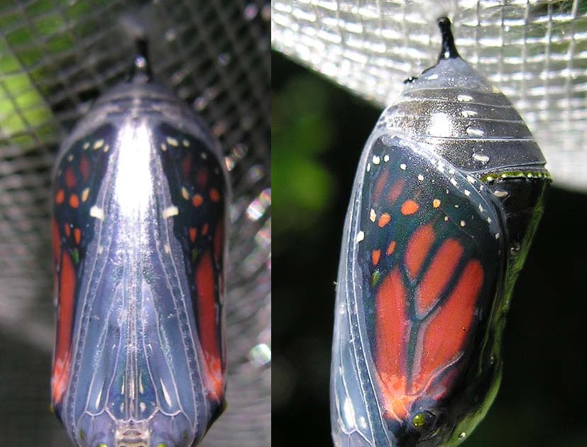 Hari Ini Saya Belajar HISB Ulat beluncas > Ramarama