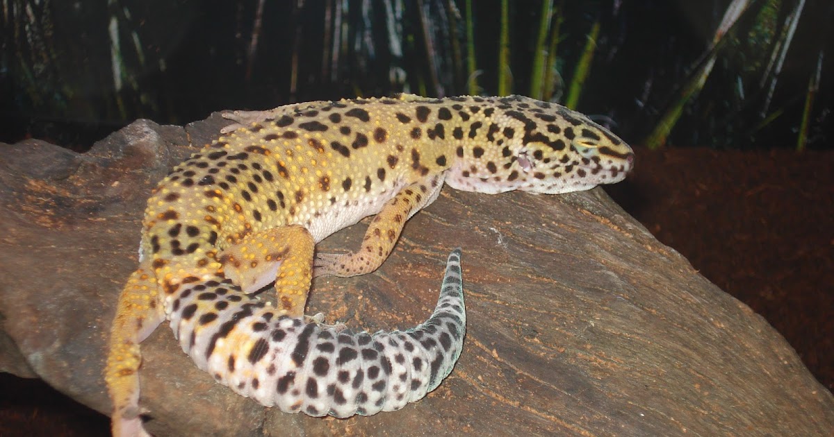 Super Worm Friends of Alain Ray Leopard Gecko Breeding Essentials