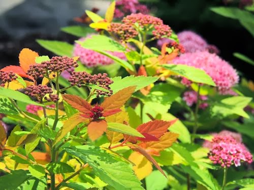 A Guide To Northeastern Gardening Feature Shrub Spirea Double