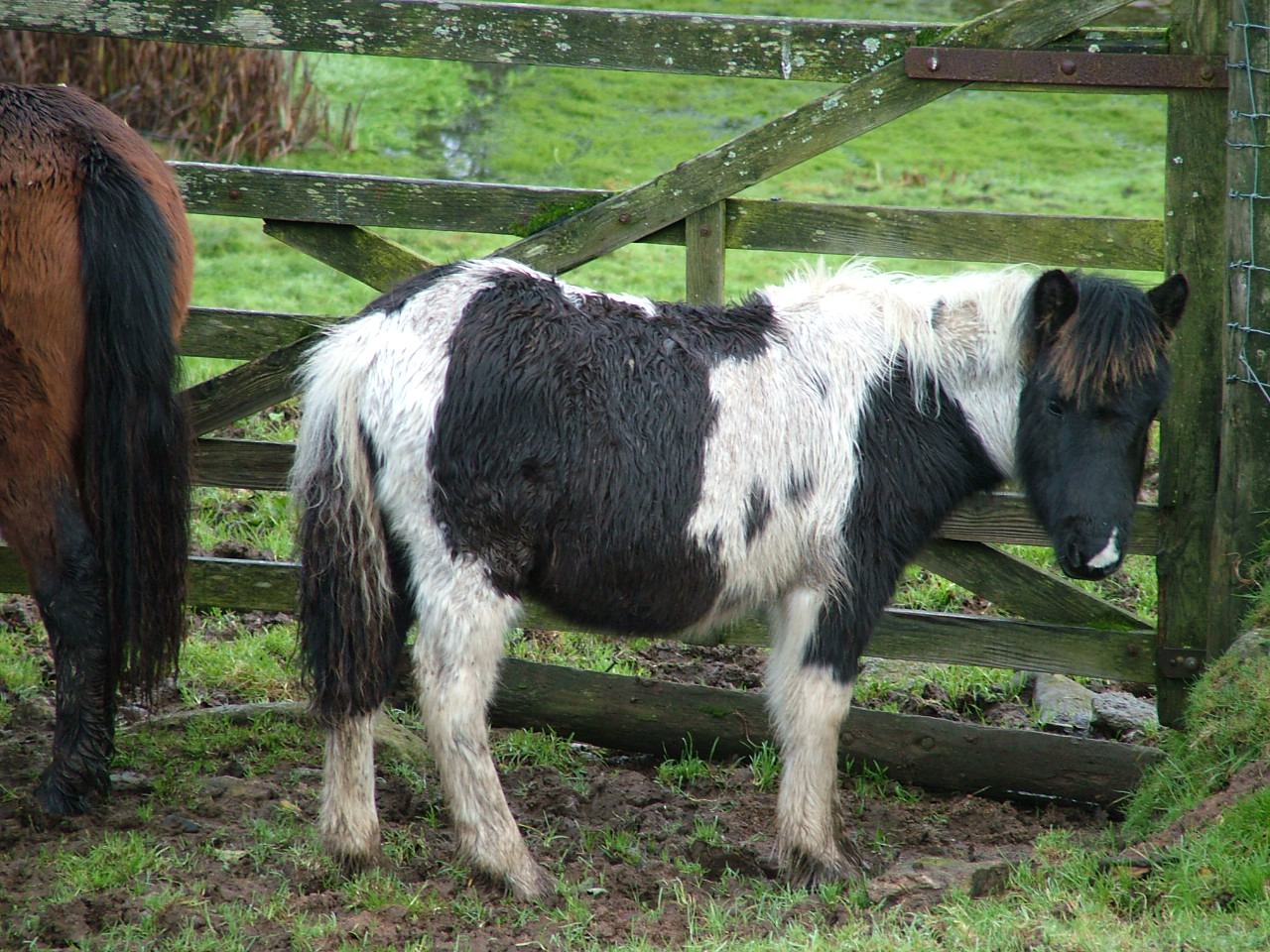 Dartmoor Pony Training Centre Rehoming Blog New herd of foals