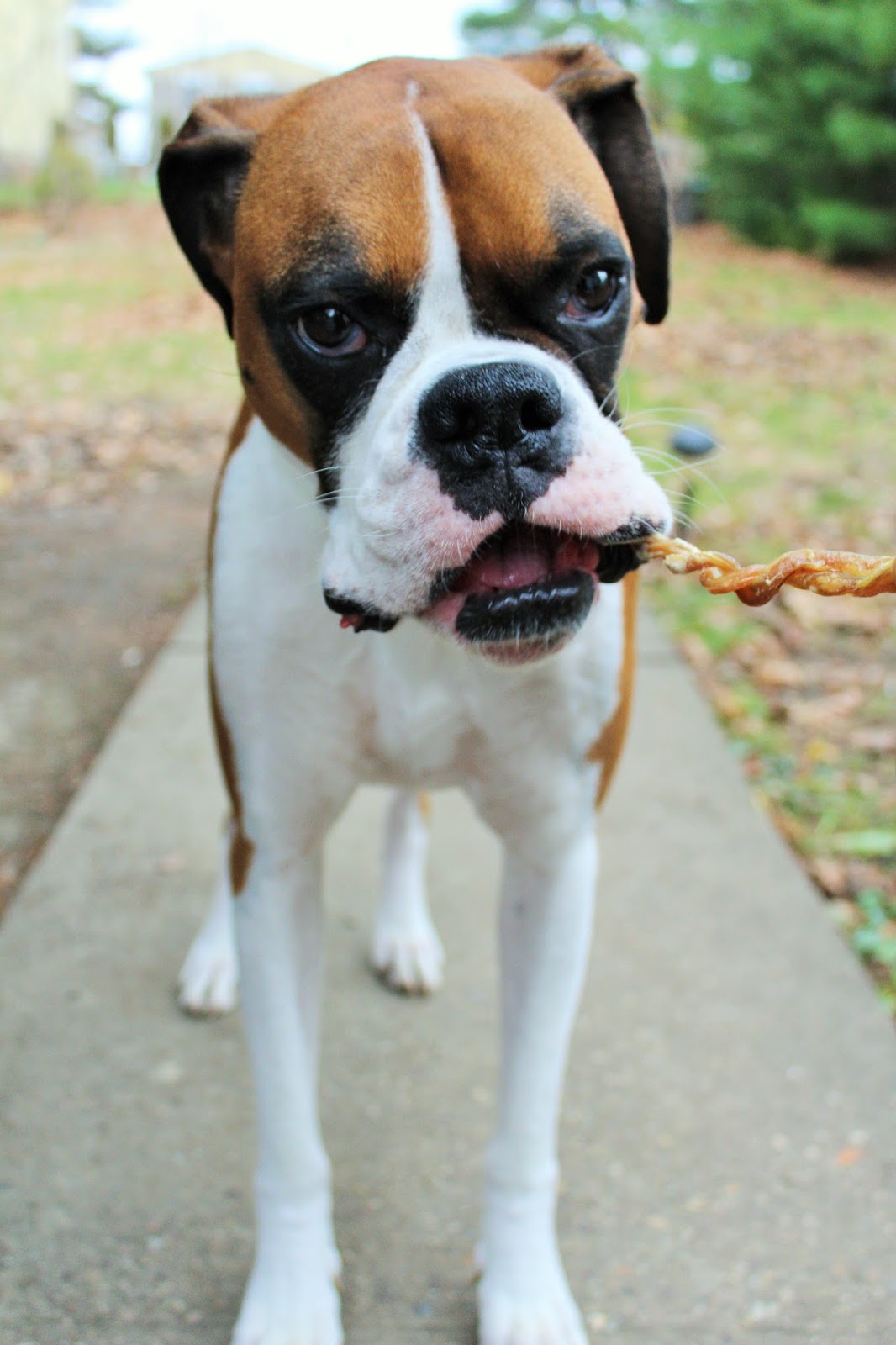 Dog Madness Alle's Tongue & Taste Buds Are Twisting In Delight Over