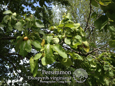 Persimmon Leaves