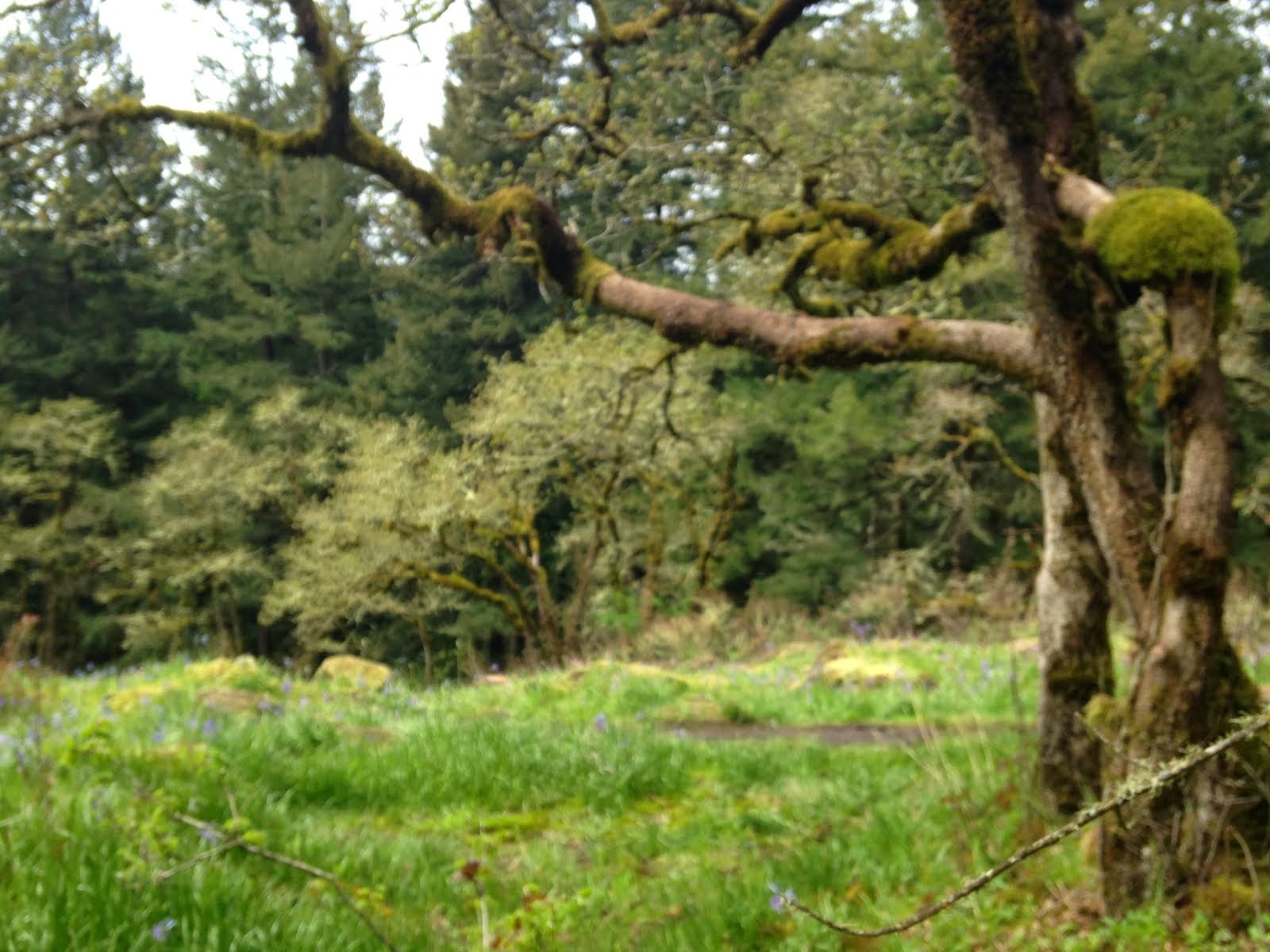 Lily fields, Lacamas Lake Park