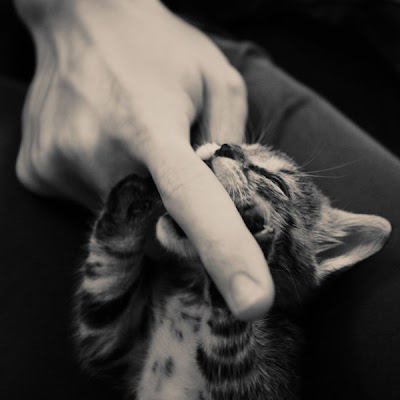  cute kitty bite 