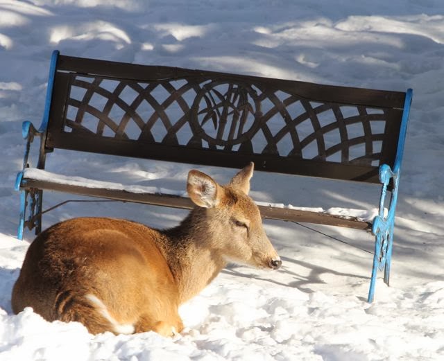 deer sitting