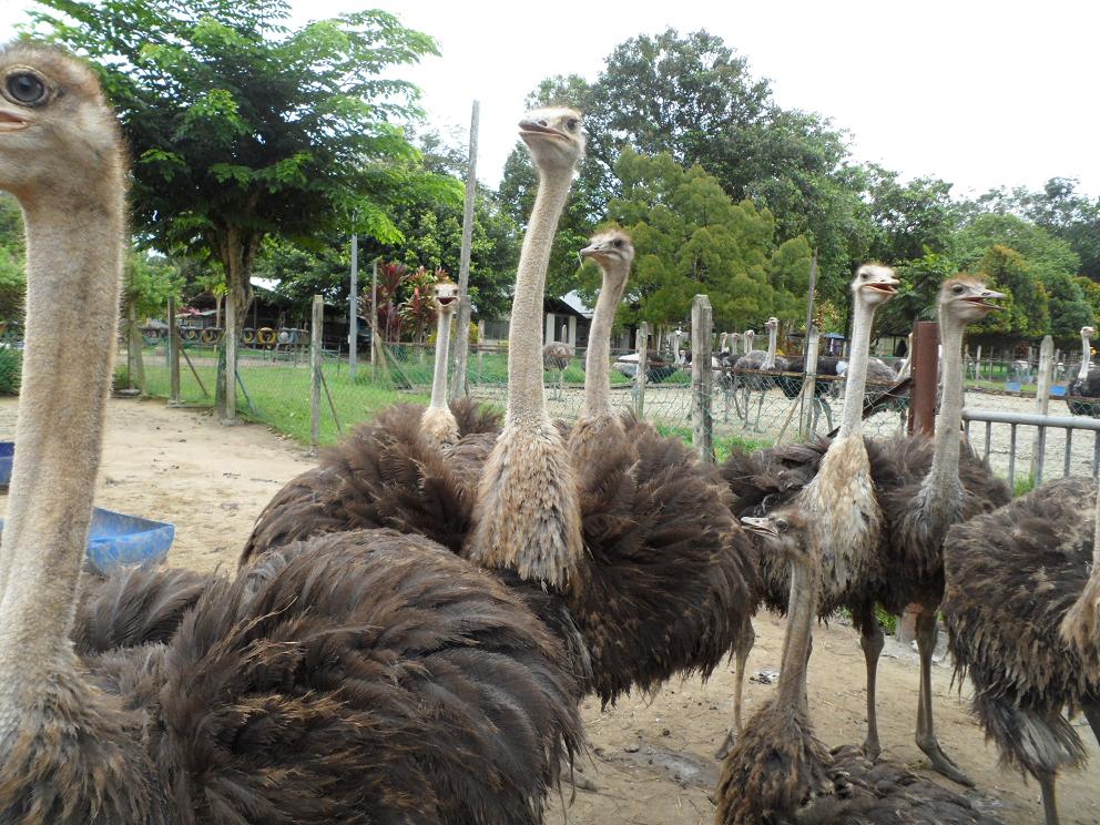 25+ Jual telur burung unta terupdate