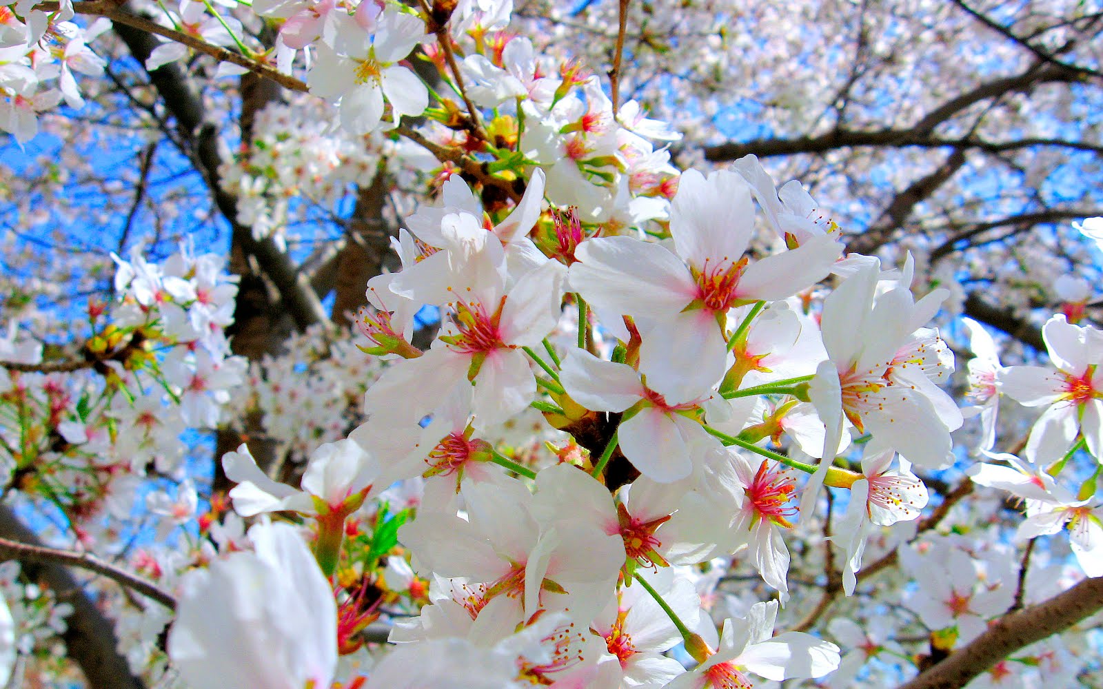 Cerezos en flor