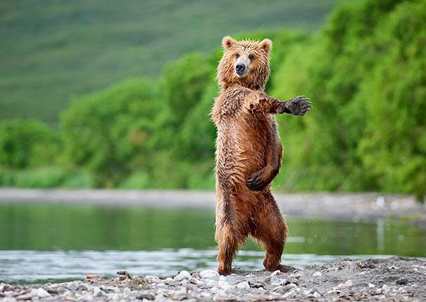 gambar beruang