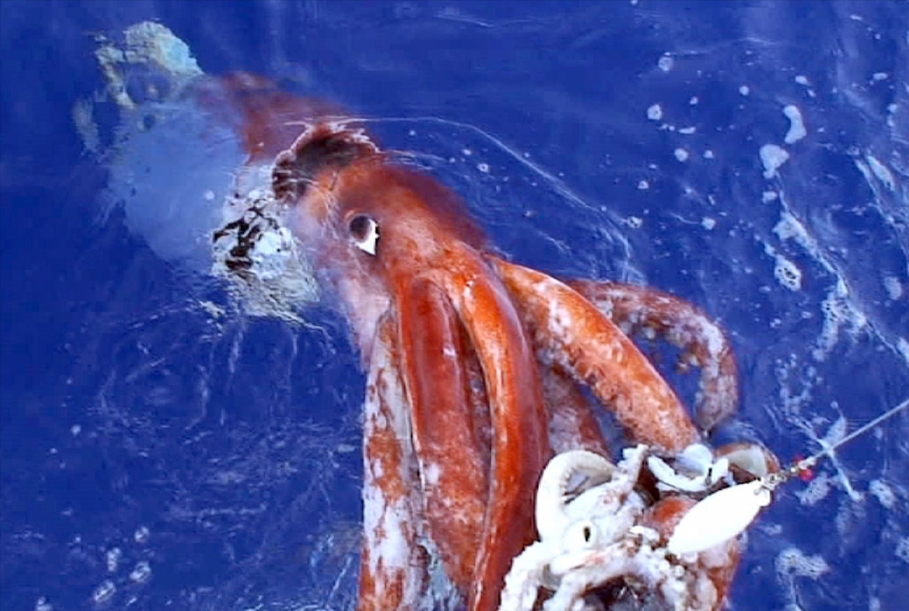 Giant Squid Once A Myth Today A Reality Animal Photo