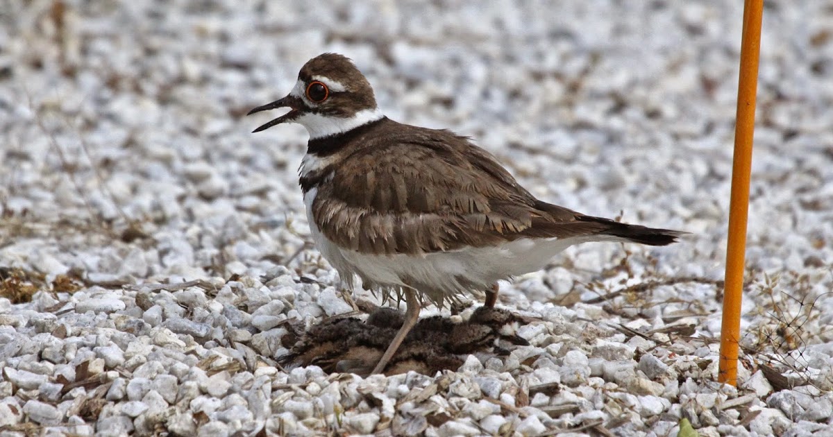 Wader Quest Killdeer family.
