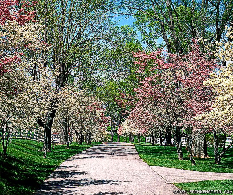 Beautiful Spring wallpapers Crazy Frankenstein Beautiful Spring wallpapers Crazy Frankenstein