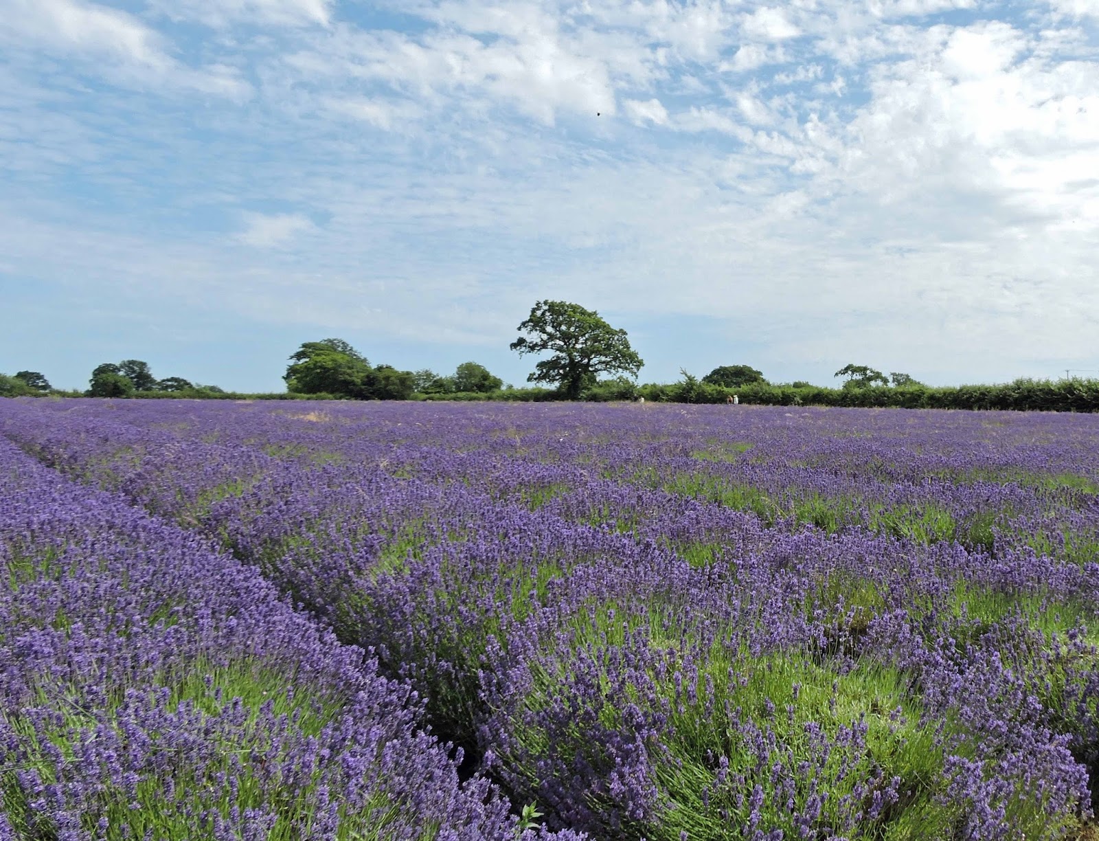 Somerset Stitch Somerset Lavender