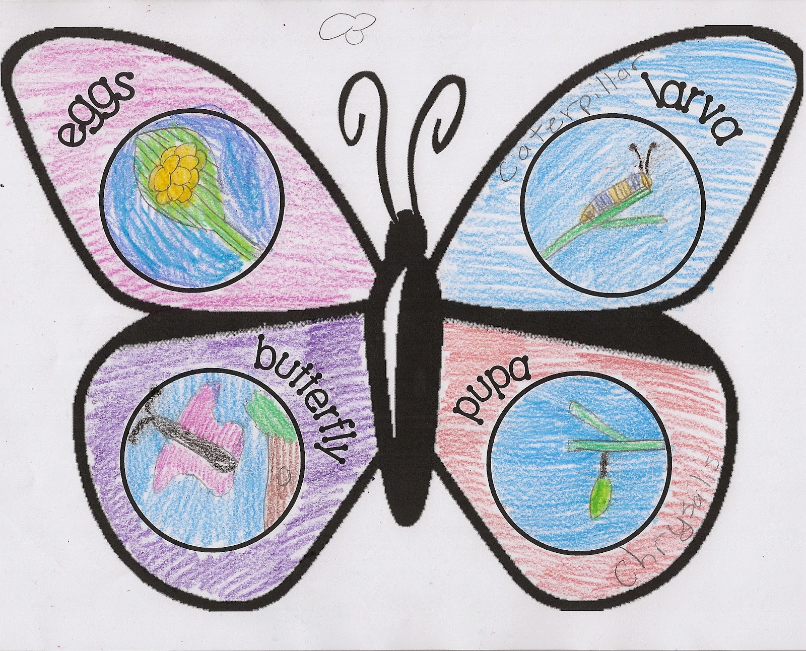 Totally Terrific in Texas Butterfly Lifecycle