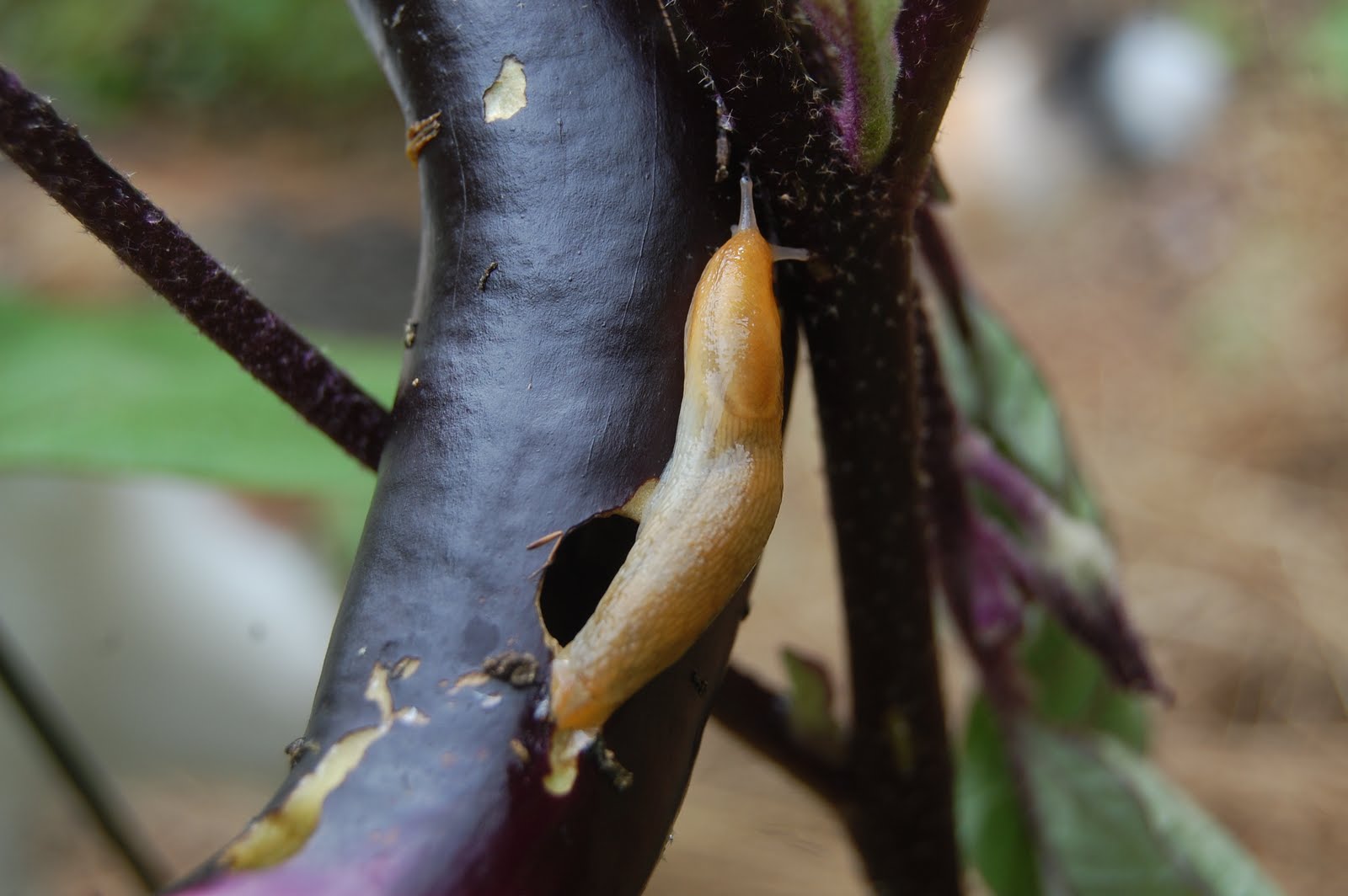 Sprouts This is what's eating my eggplant!