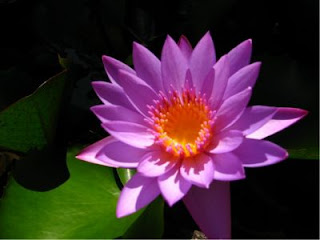 Nenúfar: La flor sagrada - Nenúfar abierta al sol