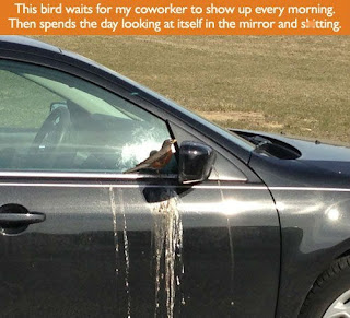 bird shit down car door funny