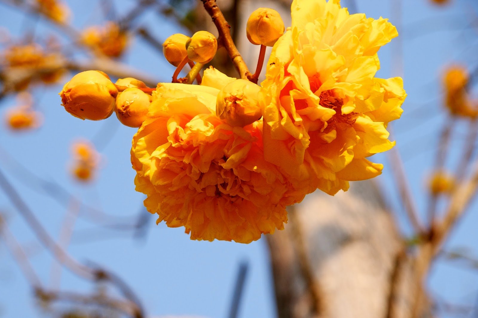 ChiangMai Daily Photo With Mary: Friday Flowers - A Golden Buttercup Tree
