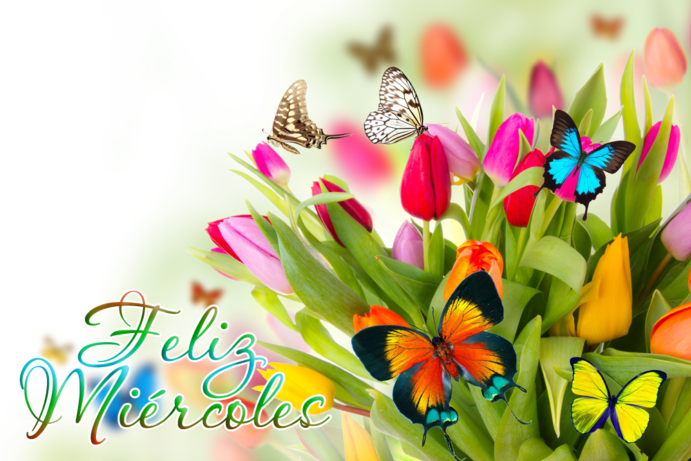 targetas de flores