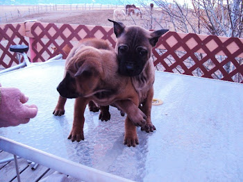 Puppy Love, Thai Ridgeback Style