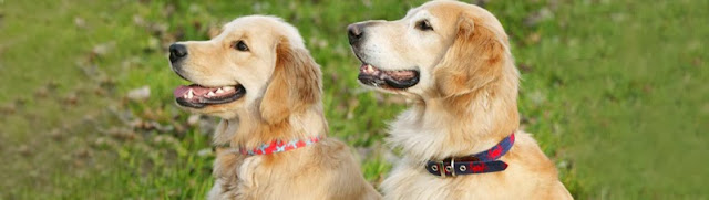 Smathers & Branson needlepoint dog collars