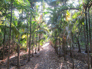 Beautiful Beetle-nut plantation in Velas village.