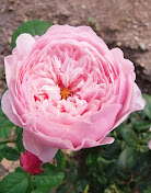 The Alnwick rose
