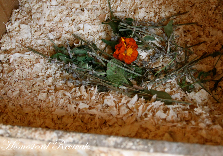 Homestead Revival Chicken Coop Potpourri!