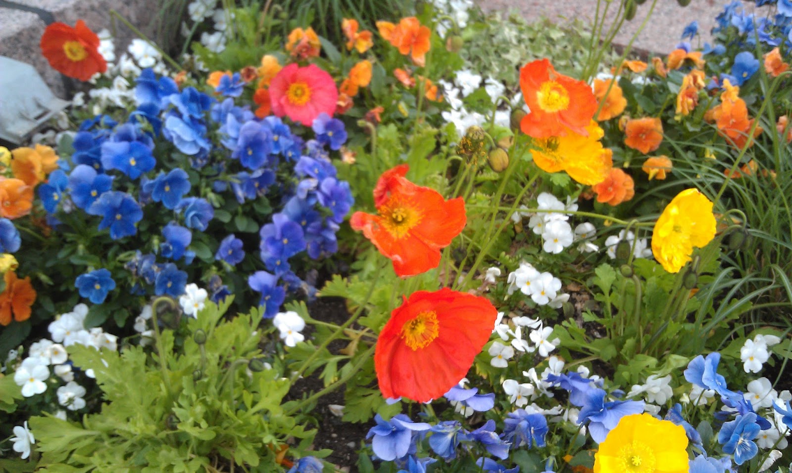 Thriving Nature In Photos Pretty Orange Flowers