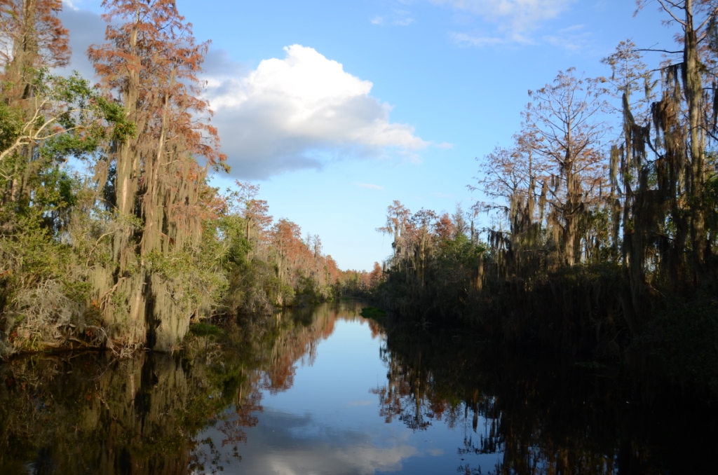 Ohio Birds and Biodiversity: Into the Okefenokee