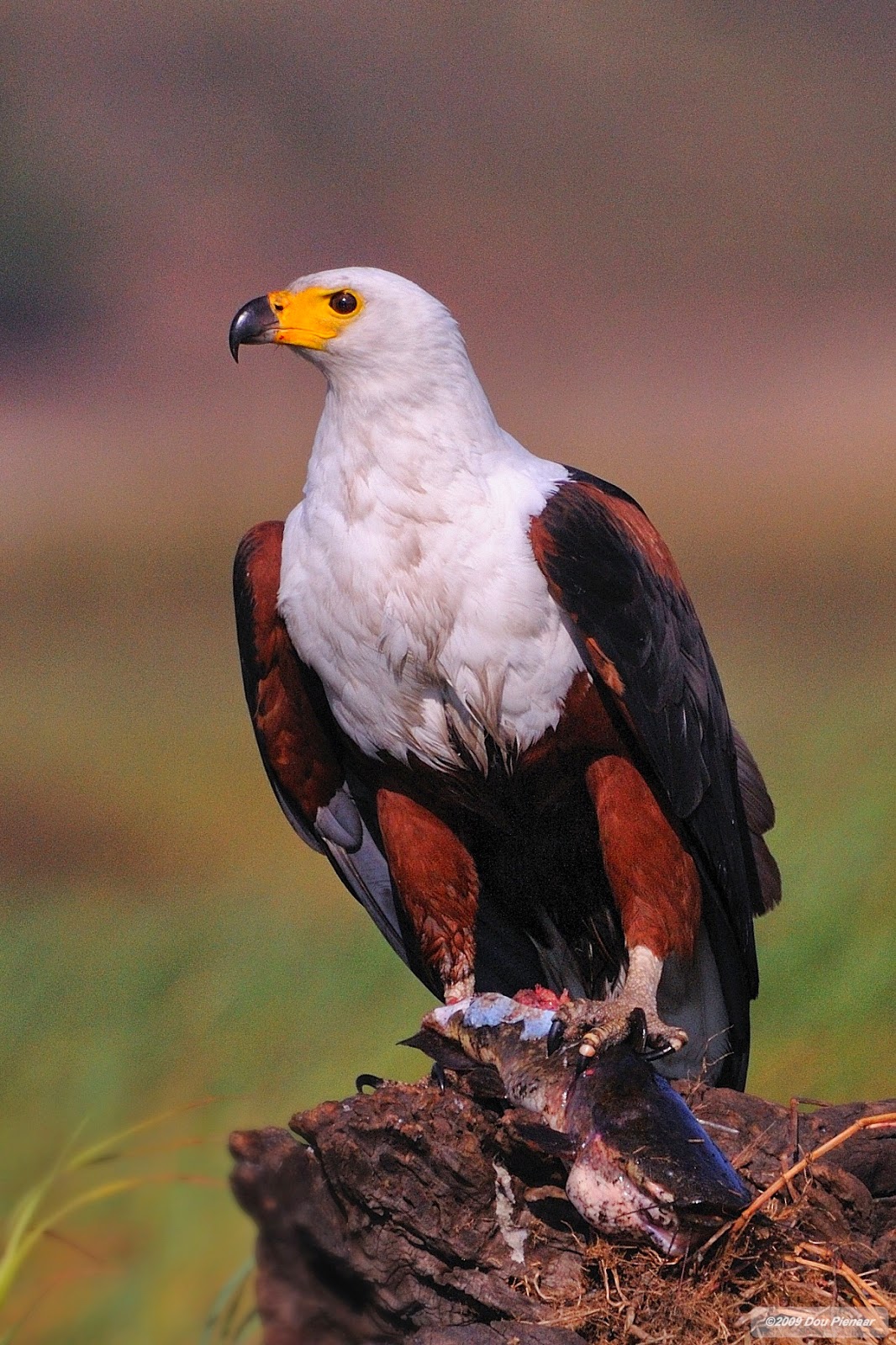 All Animals African Fish Eagle,Profile,Latest news,Photos
