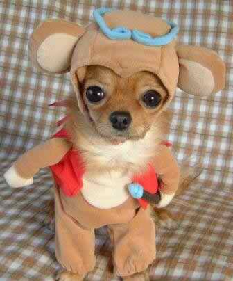 funny dogs pictures. funny pictures of dogs. funny dogs pictures.