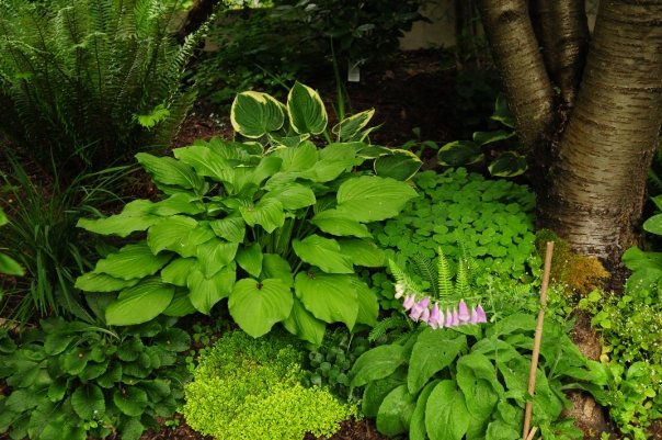 megan seagren s journal plants for pacific northwest shade gardens megan seagren s journal plants for pacific northwest shade gardens