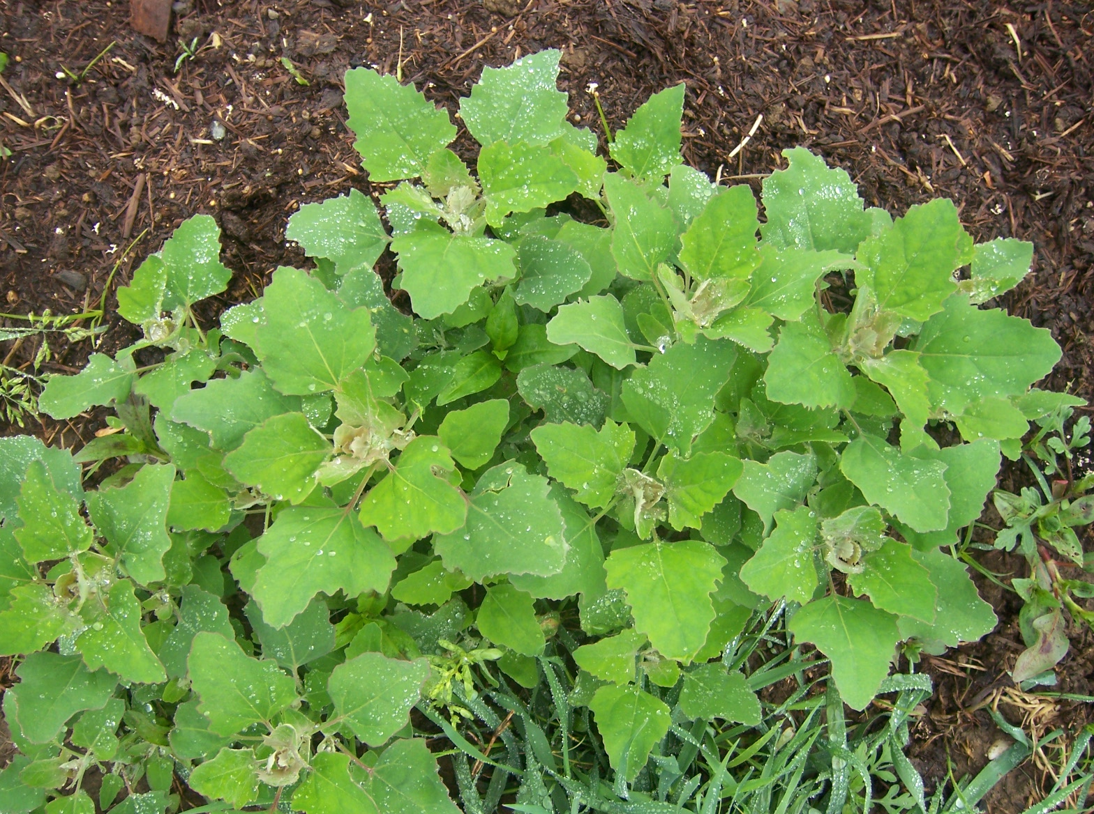 Lambs Quarter Weed Edible at Larry Strothers blog