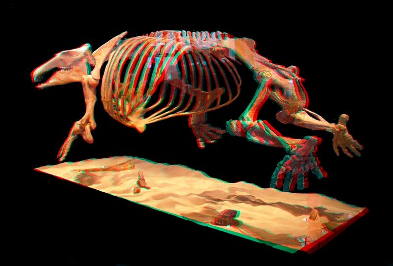 Karst Worlds Extinct sea cow fossil found in Philippines