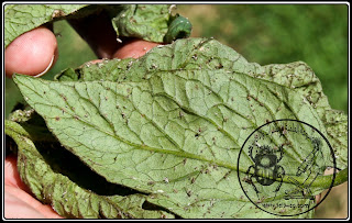 حشرة المَنّ Aphid الوصف المورفولوجي العام ودورة الحياة والمكافحة مظهر الإصابة بحشرة المن