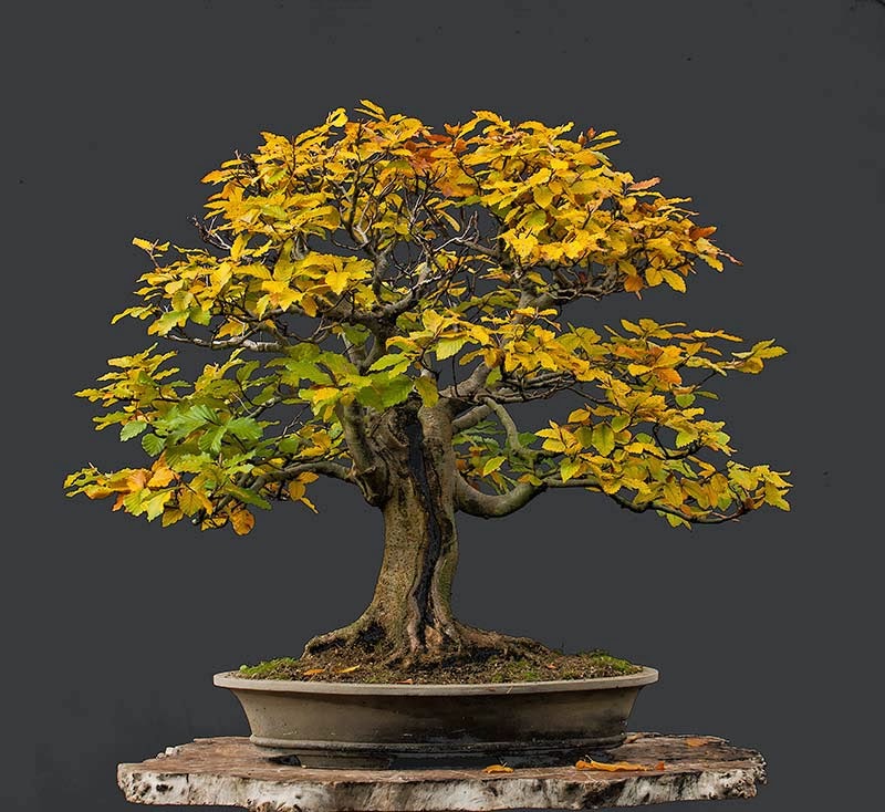 Walter Pall Bonsai Adventures: European beech #7
