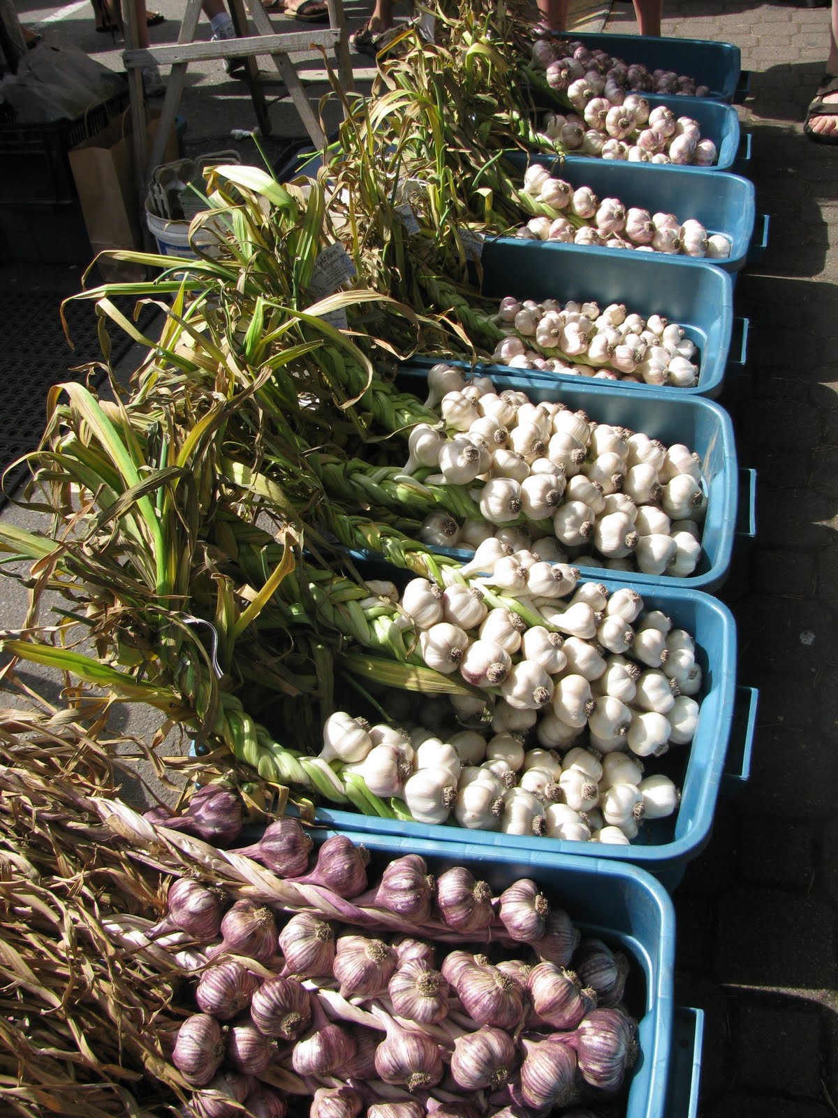 Gardeningbren in Nova Scotia Garlic Harvest