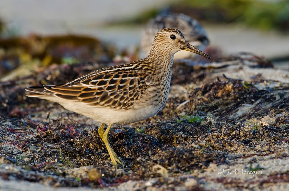 Correlimos pectoral, Calidris melanotos, Pectoral Sandpiper Correlimos pectoral, Calidris melanotos, Pectoral Sandpiper