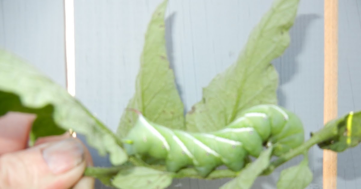 download tomato horned caterpillar download tomato horned caterpillar