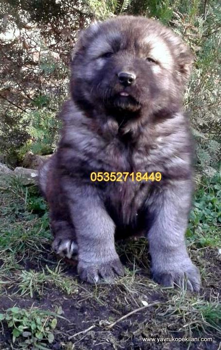 Kafkas Coban Kopegi Fiyatlari Kafkas Coban Kopegi Fiyatlari