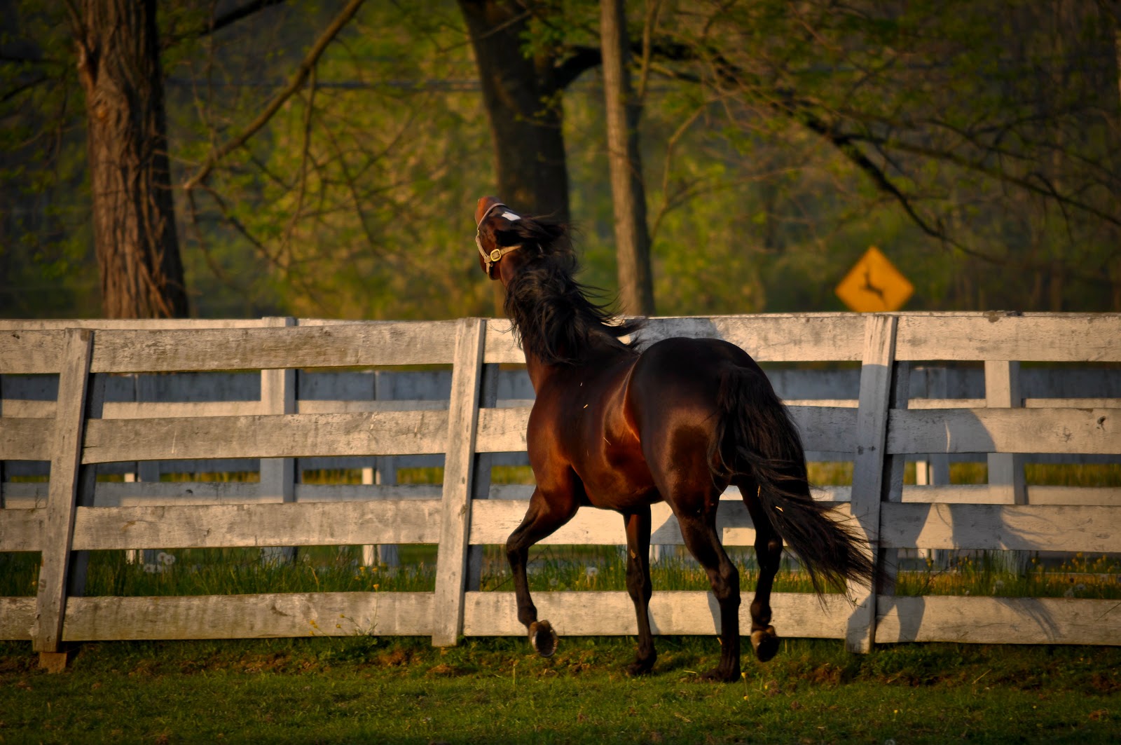 . Sarafina Photography Standardbred Horses at Hanover Shoe Farms