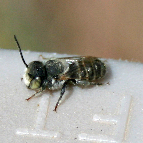 twenty pound tabby More Colorado Native Bees
