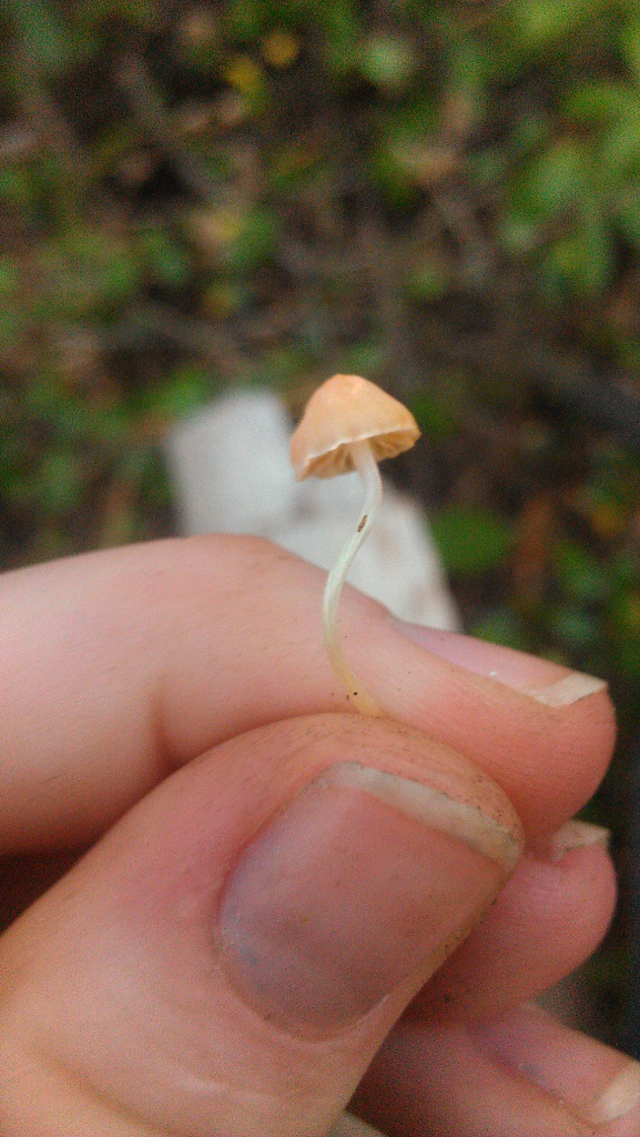 Baby Mushroom