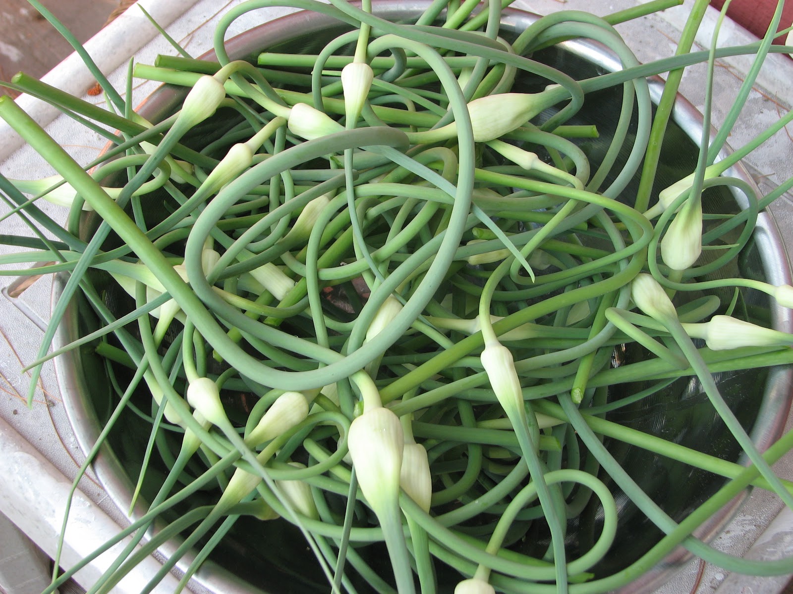 Meme Lou's Pickled Garlic Scapes Canning Homemade!