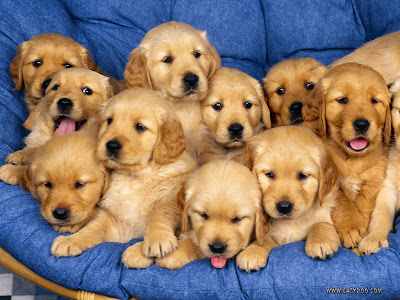 Golden Retriever Puppies Photos