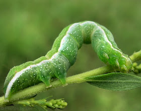 How to control Looper Caterpillars