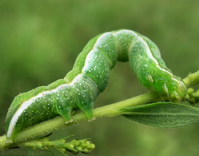 Lilyfield Life Controlling Looper Caterpillars in your Garden
