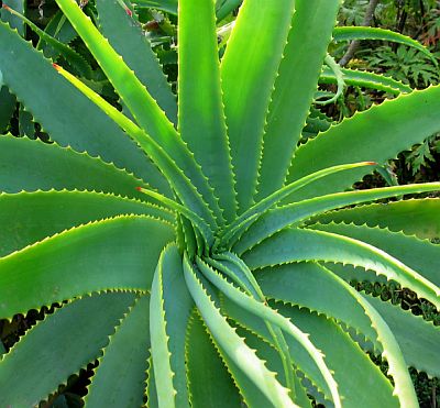 Plantas Medicinales