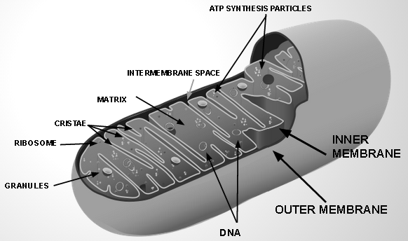 Thesis mitochondria